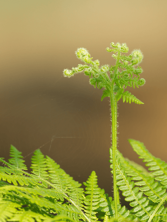 Pteridium aquilinum